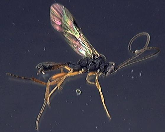 Ichneumonidae 11a